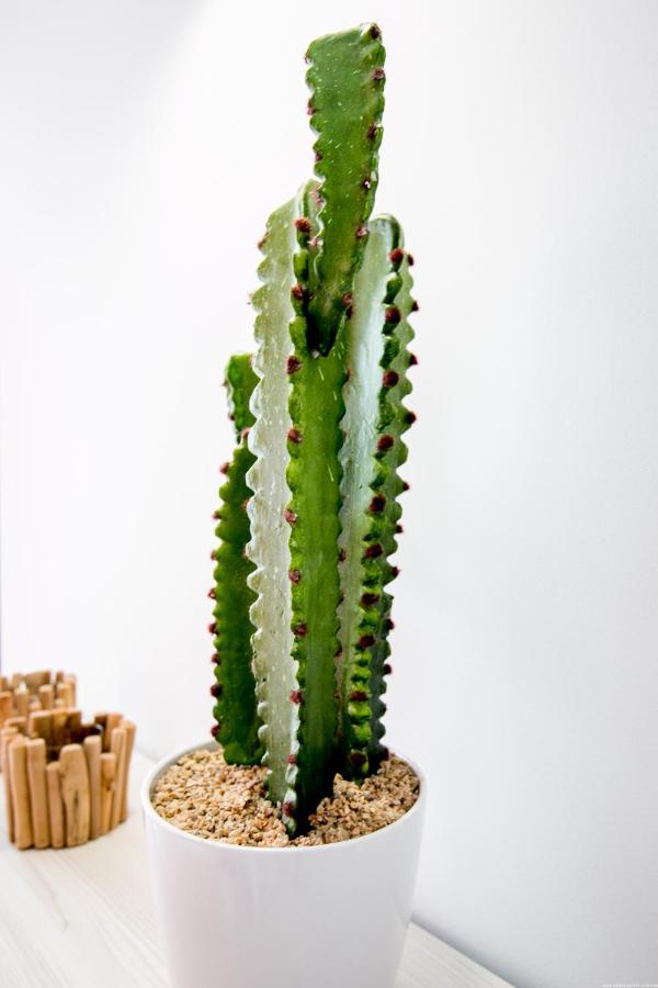 Cactus Apartment San Miguel de Abona Exteriör bild